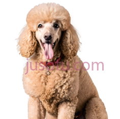 泰迪犬,卷毛,浅棕色PNG