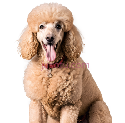 泰迪犬,卷毛,浅棕色, PNG