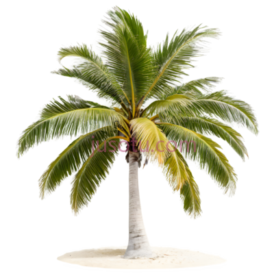 热带棕榈树,海滩, PNG