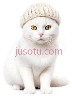 猫,戴着一顶针织帽,白色PNG
