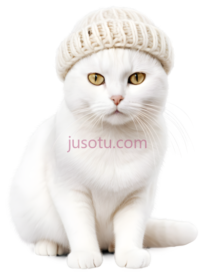 猫,戴着一顶针织帽,白色, PNG