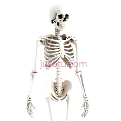 人体骨骼,解剖学插图,白色, PNG