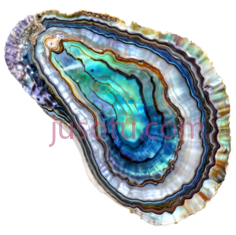 鲍鱼壳PNG