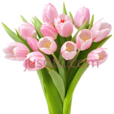樱花,郁金香,花束,粉色,春天PNG