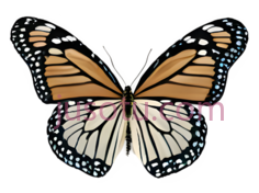 蝴蝶,卡通,橙色, 白色, 黑色PNG