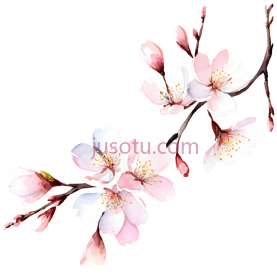 樱花,插画,粉色, PNG