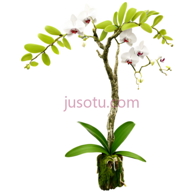 兰花,自然,白色,绿色, PNG