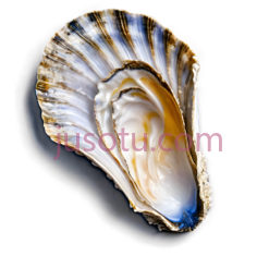 贝壳,自然,白色,棕色,蓝色PNG