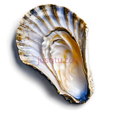 贝壳,自然,白色,棕色,蓝色, PNG