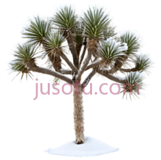 树,盆景,绿色PNG