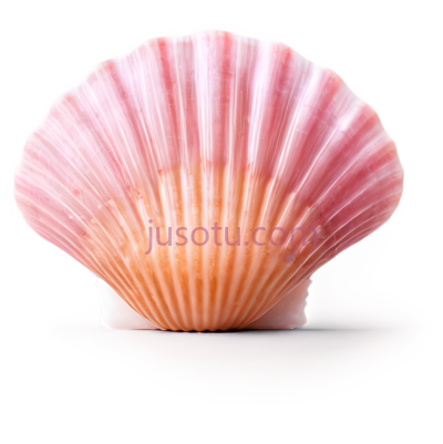 扇贝,粉色, PNG