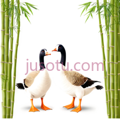 大雁,卡通,白色,黑色,棕色PNG