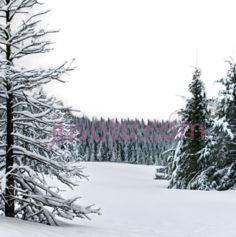 雪地,森林, PNG