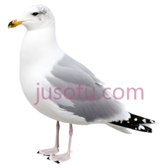 海鸥,卡通,白色PNG