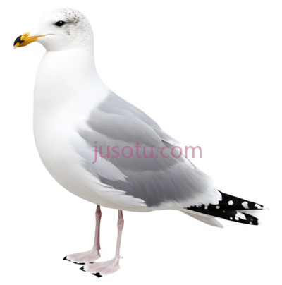 海鸥,卡通,白色, PNG