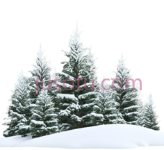 雪松,冬季,白色PNG