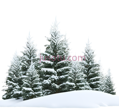 雪松,冬季,白色, PNG