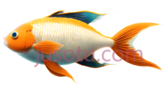 鲤鱼PNG