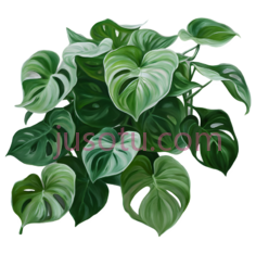 绿萝,插画,绿色PNG