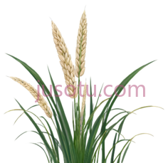 植物,插画,绿色,黄色PNG