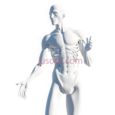 人体解剖模型,3D,白色, PNG