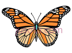 蝴蝶,卡通,橙色,黑色,白色PNG