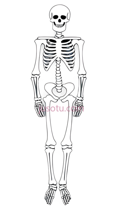骨骼,骨架, PNG