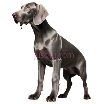 威玛猎犬, PNG