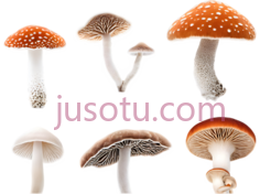 蘑菇,自然,白色,橙色PNG