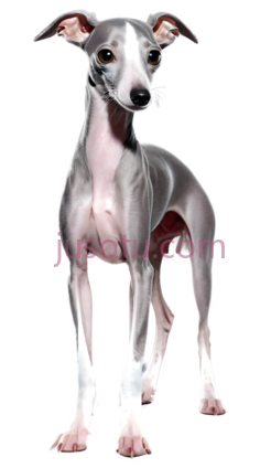 猎犬, PNG