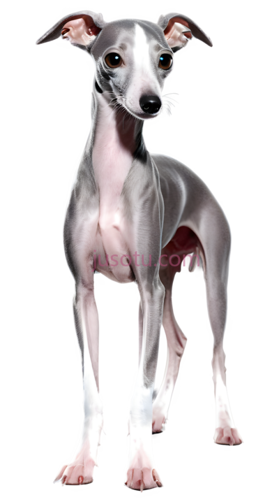 猎犬, PNG