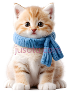 小猫,可爱,橙色PNG