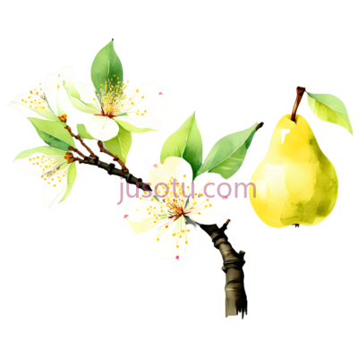 梨花,插画,白色, PNG