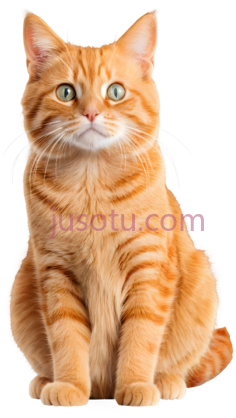猫,坐姿,橘色PNG
