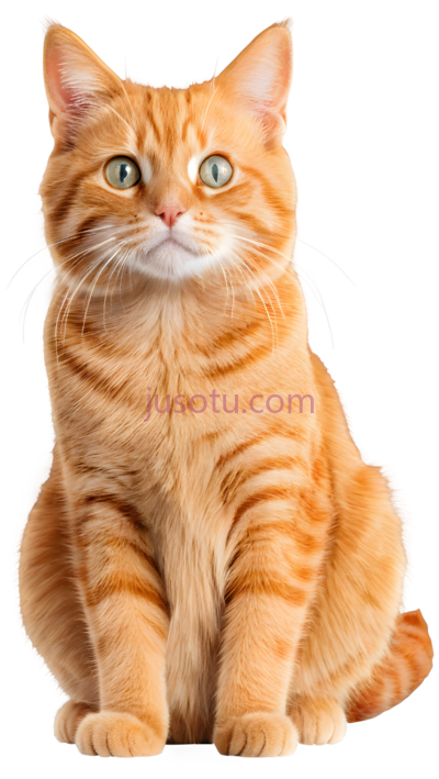 猫,坐姿,橘色, PNG