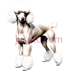 狗,毛茸茸PNG