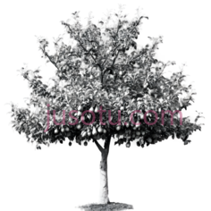 树,3D,白色PNG