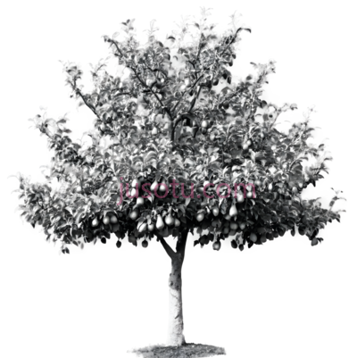 树,3D,白色, PNG