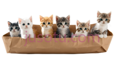 小猫,可爱,白色,橙色,灰色PNG
