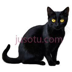 猫,插画,黑色PNG