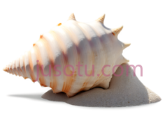 贝壳,自然,白色PNG