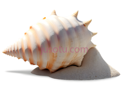 贝壳,自然,白色, PNG