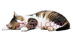 可爱,猫, PNG