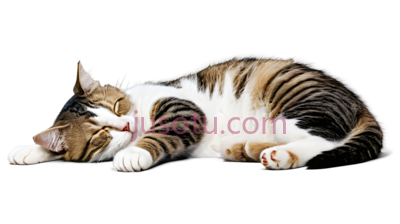 可爱,猫, PNG