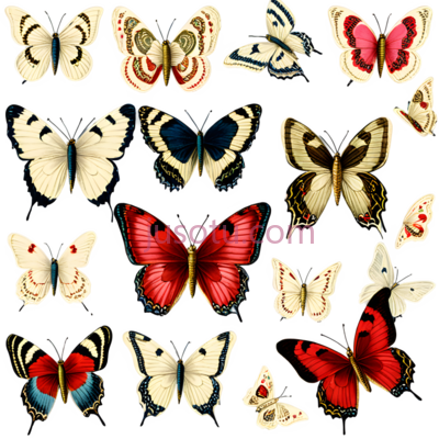 蝴蝶,复古,红色, PNG