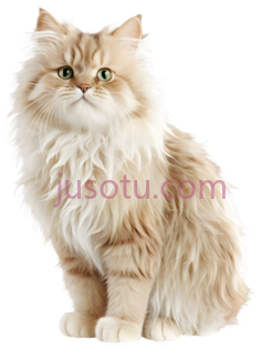 猫,长毛,浅棕色PNG