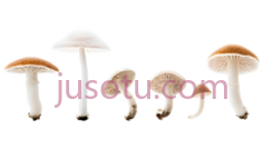 蘑菇,自然,白色,棕色PNG