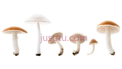 蘑菇,自然,白色,棕色, PNG
