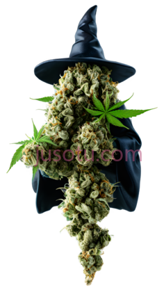 大麻,珍珠,巫婆PNG