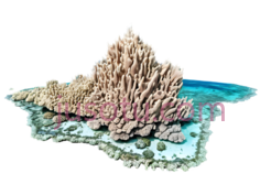 珊瑚礁,3D建模,粉色,白色PNG